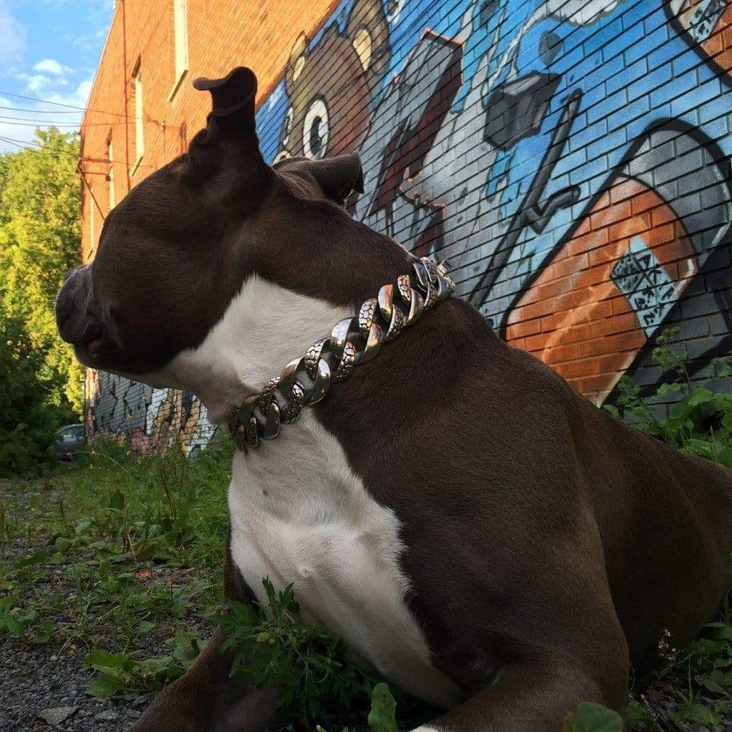 THE ROCKY Stainless Steel Dog Collar for pitbull_large_dog_collars_Cane_Corso_collars_rottweilerdog_collar_Bull_Mastiff_metal_collar  Built to Last, Styled to Impress  - 6/BigDogChains