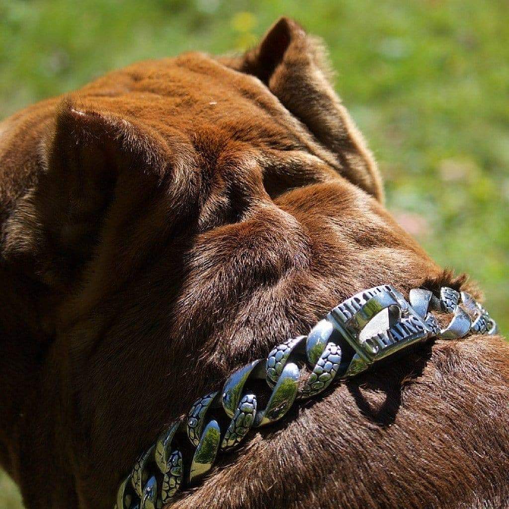 THE ROCKY Stainless Steel Dog Collar for pitbull_large_dog_collars_Cane_Corso_collars_rottweilerdog_collar_Bull_Mastiff_metal_collar  Strength That Endures  - 4/BigDogChains