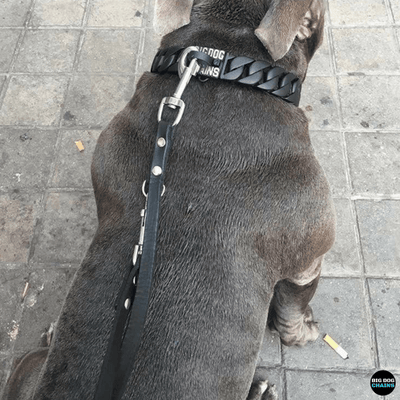 THE VADER Dog Collar for pitbull_large_dog_collars_Cane_Corso_collars_rottweilerdog_collar_Bull_Mastiff_metal_collar A Dark and Daring Choice  - 5/BigDogChains