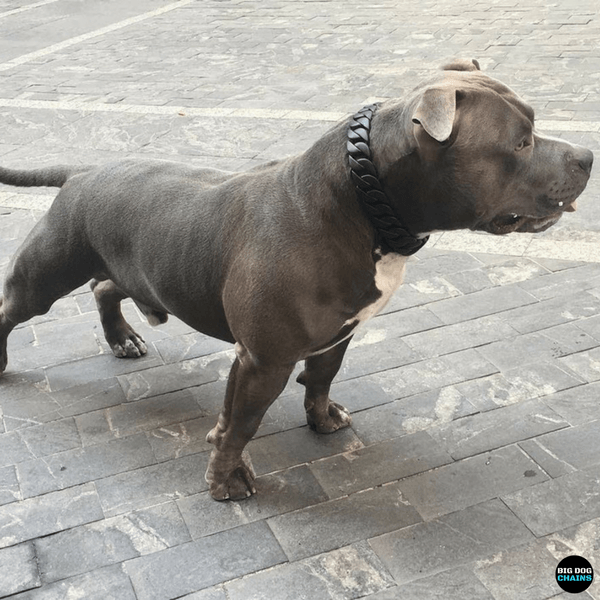 THE VADER Dog Collar for pitbull_large_dog_collars_Cane_Corso_collars_rottweilerdog_collar_Bull_Mastiff_metal_collar Bold Design, Strong Build  - 4/BigDogChains