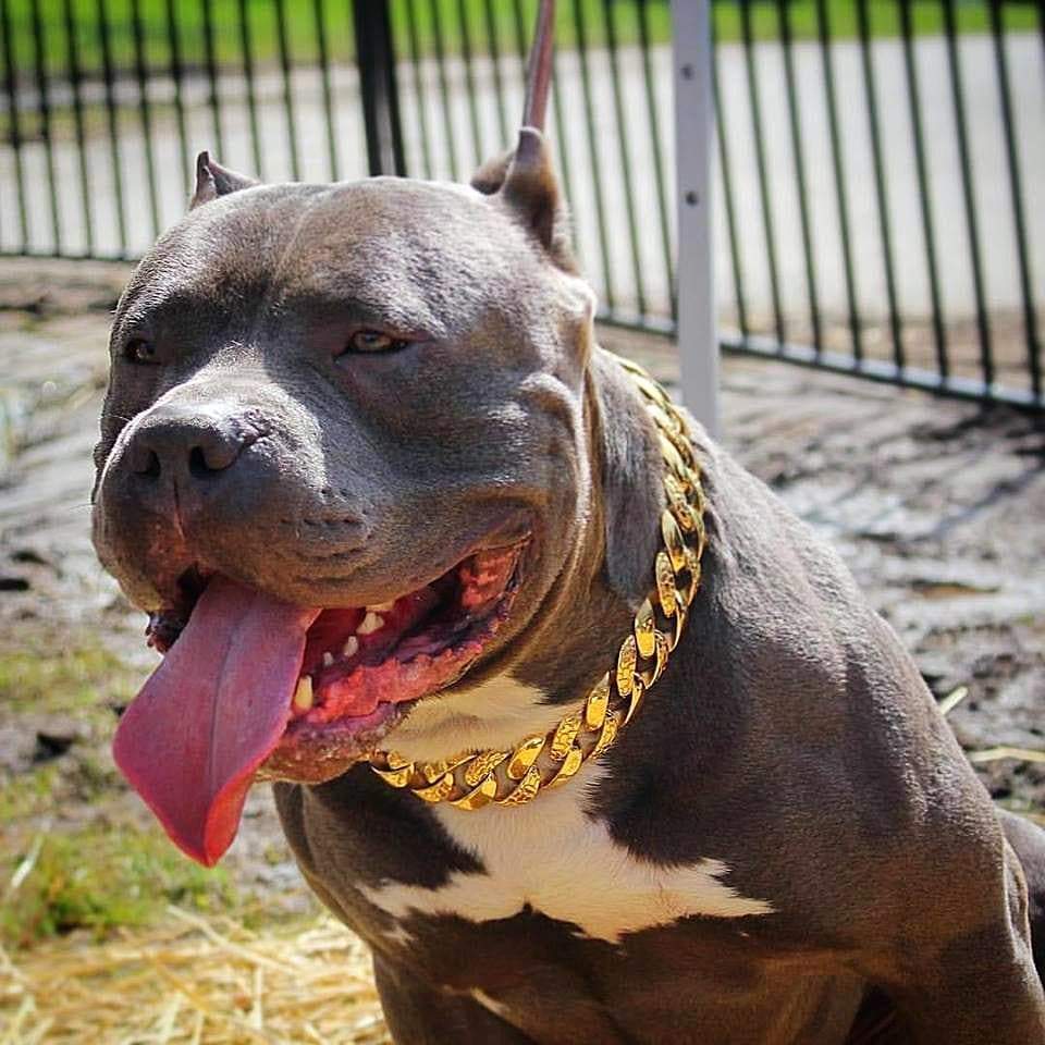 The Balboa Gold Dog Collar for pitbull_large_dog_collars_Cane_Corso_collars_rottweilerdog_collar_Bull_Mastiff_metal_collar A Touch of Luxury for Every Walk  - 2/BigDogChains