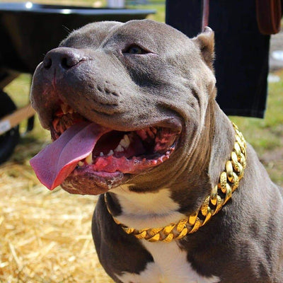 The Balboa Gold Dog Collar for pitbull_large_dog_collars_Cane_Corso_collars_rottweilerdog_collar_Bull_Mastiff_metal_collar Stylish and Durable  - 3/BigDogChains