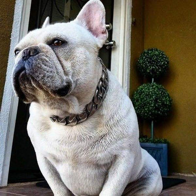 The Caesar_XL_large_collars_custom_stainless_steelhigh_quality_luxury_designer_dog_collars All-Day Comfort, All-Day Style - 7/BigDogChains