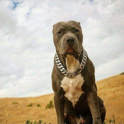 The Caesar_XL_large_collars_stainless_steel - Protection and Style in One - 6/BigDogChains