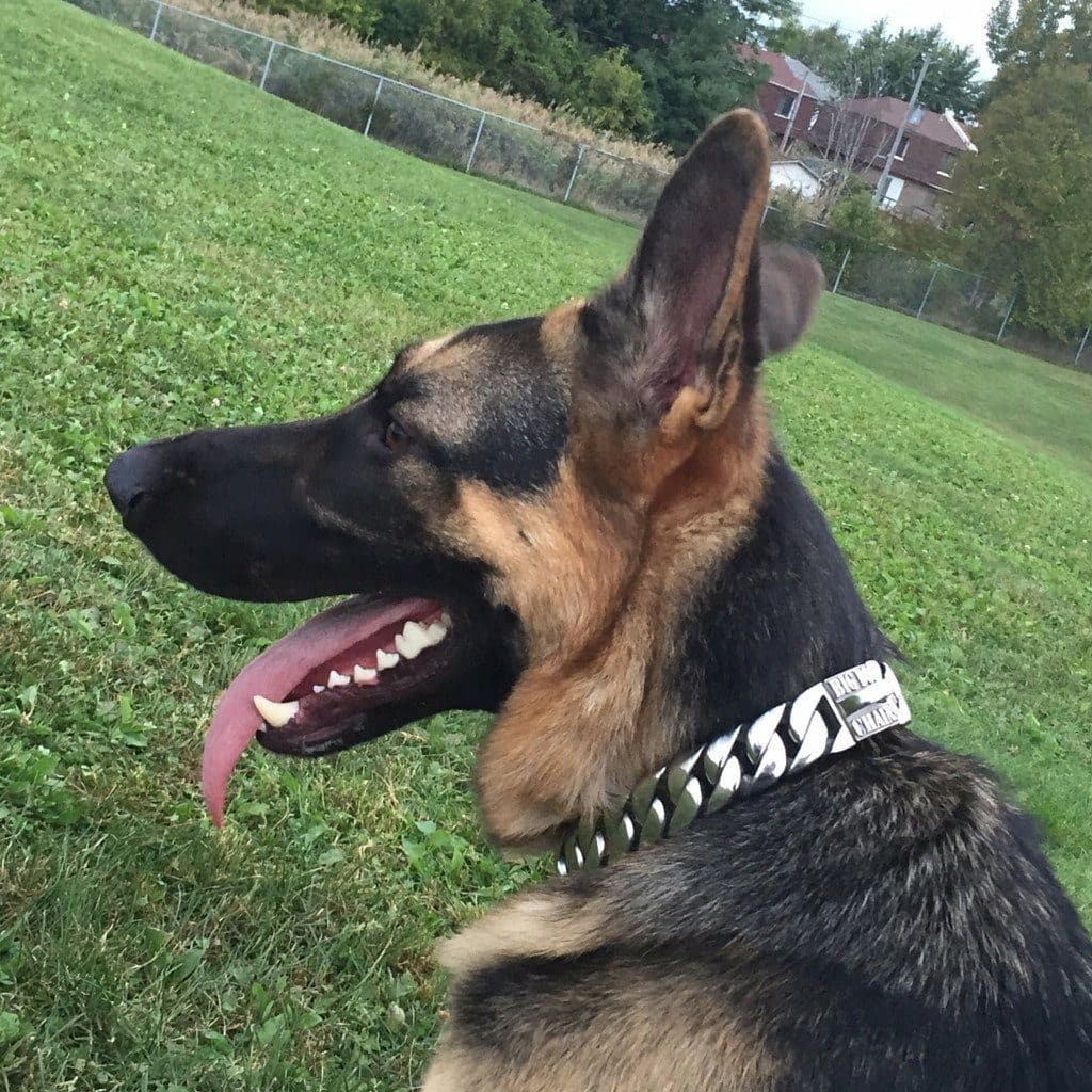 The Caesar_XL_large_collars_stainless_steel - The Collar Your Dog Deserves - 4/BigDogChains