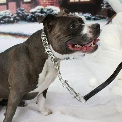 The Caesar stainless Dog Collar for pitbull_large_dog_collars_Cane_Corso_collars_rottweilerdog_collar_american bully Authority in Every Link  - 4/BigDogChains