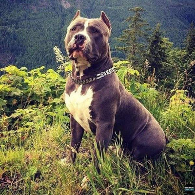 The Caesar stainless Dog Collar for pitbull_large_dog_collars_Cane_Corso_collars_rottweilerdog_collar_american bully Commanding Presence, Unmatched Strength  - 5/BigDogChains