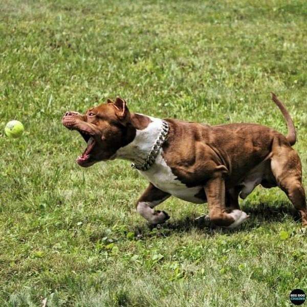 The Capone_two_tone_gold_dog_collar_pitbull_large_dog_collars_Cane_Corso_collars_rottweilerdog_collar_Bull_Mastiff_metal_collar All-Day Comfort, All-Day Style - 7/BigDogChains