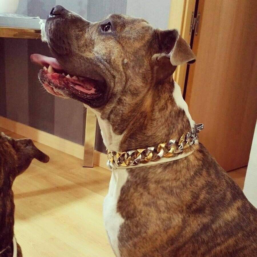 The Capone_two_tone_gold_dog_collar_pitbull_large_dog_collars_Cane_Corso_collars_rottweilerdog_collar_Bull_Mastiff_metal_collar Contrast and Style - 12/BigDogChains