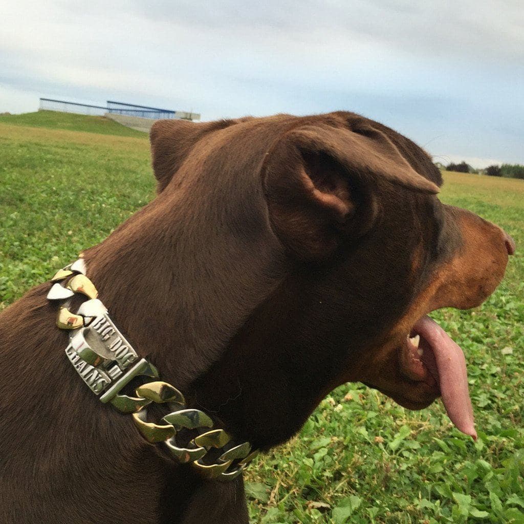 The Capone_two_tone_gold_dog_collar_pitbull_large_dog_collars_Cane_Corso_collars_rottweilerdog_collar_Bull_Mastiff_metal_collar Soft and Gentle on Your Dog - 9/BigDogChains