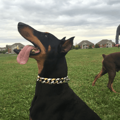 The Capone_two_tone_gold_dog_collar_pitbull_large_dog_collars_Cane_Corso_collars_rottweilerdog_collar_Bull_Mastiff_metal_collar Stylish and Durable - 1/BigDogChains