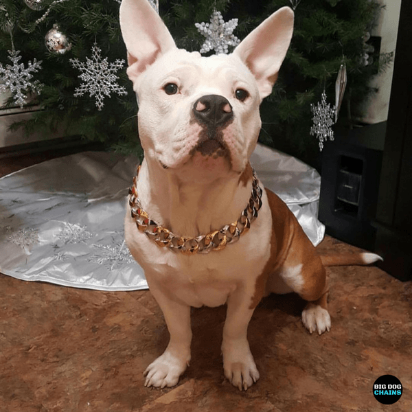 The Capone_two_tone_gold_dog_collar_pitbull_large_dog_collars_Cane_Corso_collars_rottweilerdog_collar_Bull_Mastiff_metal_collar Two-ToneThe Capone: Perfect Fit for Every Neck - 6/BigDogChains