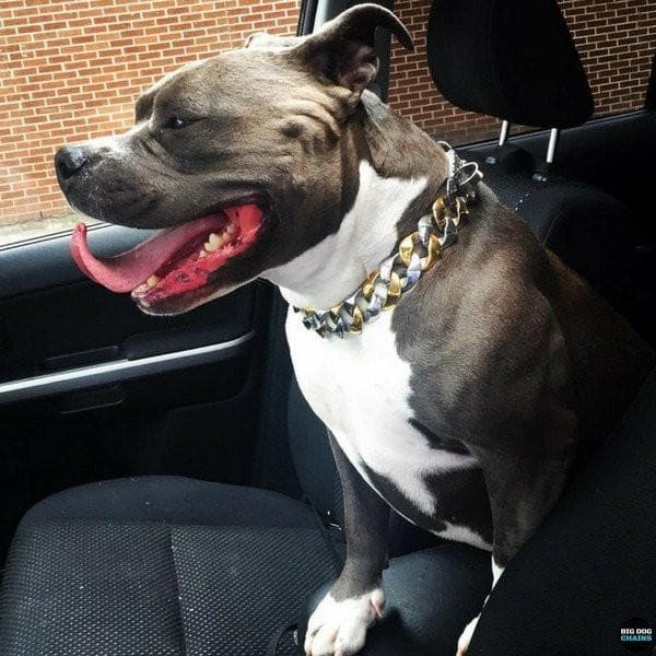 The Capone_two_tone_gold_dog_collar_pitbull_large_dog_collars_Cane_Corso_collars_rottweilerdog_collar_Bull_Mastiff_metal_collar Two-Tone A Pop of Color for Your Pup - 3/BigDogChains