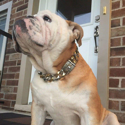 The Capone_two_tone_gold_dog_collar_pitbull_large_dog_collars_Cane_Corso_collars_rottweilerdog_collar_Bull_Mastiff_metal_collar Two-Tone  Comfortable and Stylish - 5/BigDogChains