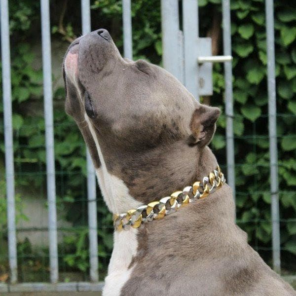 The Capone_two_tone_gold_dog_collar_pitbull_large_dog_collars_Cane_Corso_collars_rottweilerdog_collar_Bull_Mastiff_metal_collar Two-Tone Elegance for Dogs - 2/BigDogChains