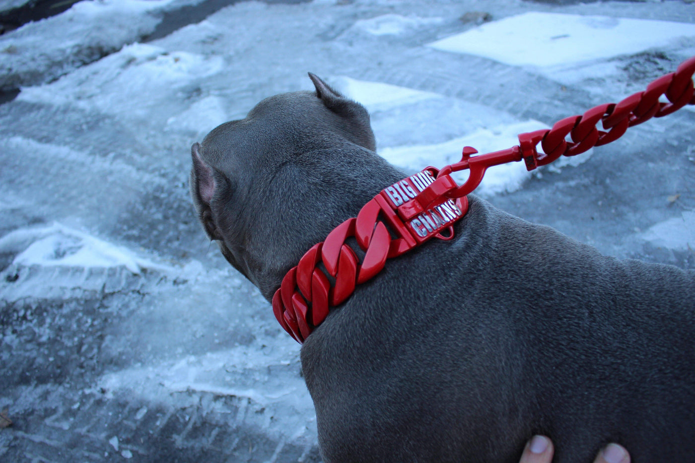 The Diablo Custom Luxury High Quality and Super Strong Red Dog Collar for pitbull_large_dog_collars_Small_Dogs_Collar_Cane_Corso_collars_rottweilerdog_collar_american Designed for Power, Styled with Fire  - 3/BigDogChains