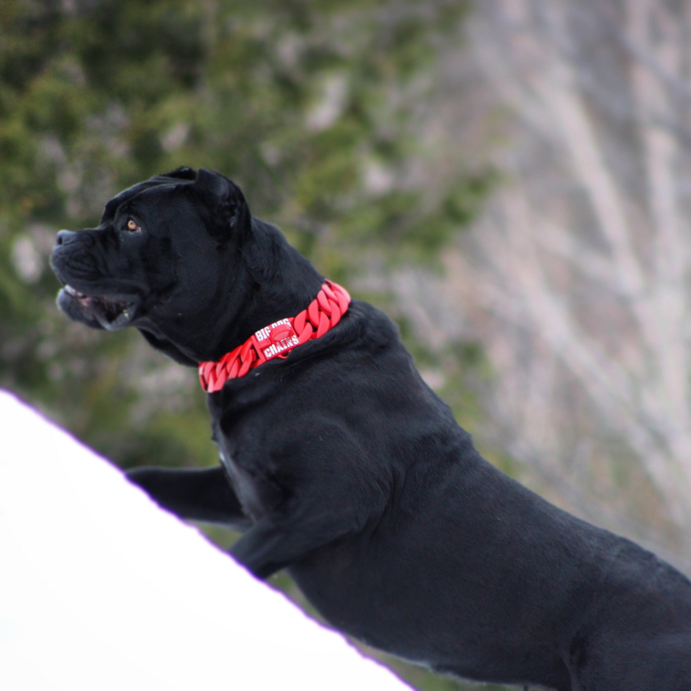 The Diablo Custom Luxury High Quality and Super Strong Red Dog Collar for pitbull_large_dog_collars_Small_Dogs_Collar_Cane_Corso_collars_rottweilerdog_collar_american Strength in Fiery Red  - 2/BigDogChains