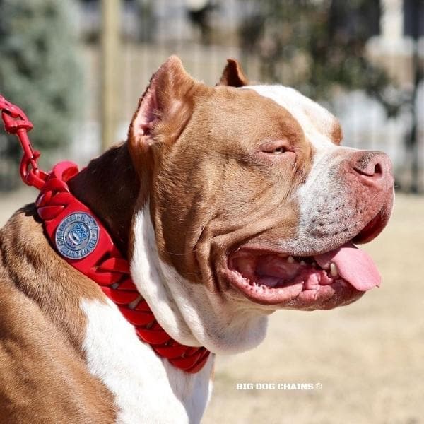 The Enzo Custom_Luxury_Red_Stainless_Steel_High_Quality_and_Super_Strong_Collar for pitbull_large_dog_collars_Small_Dogs_Collar_Cane_Corso_collars_rottweilerdog_collar_american bully_French High-Quality Build, Maximum Strength - 6/BigDogChains