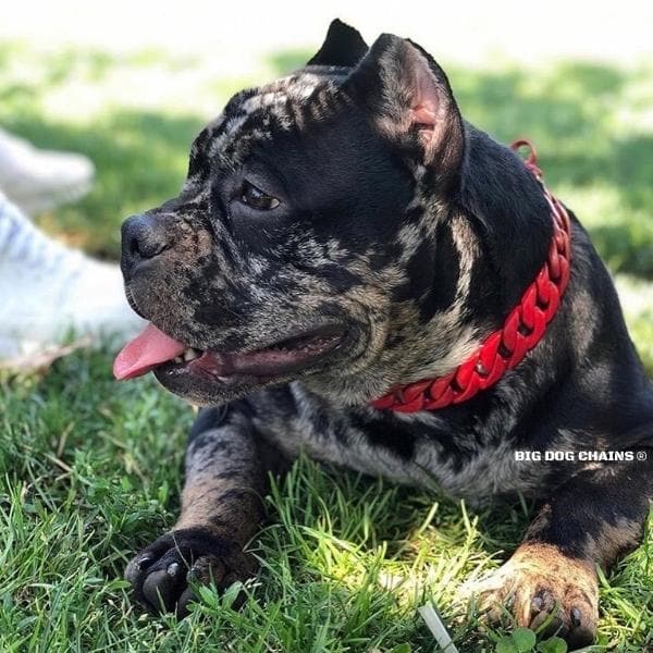 The Enzo Custom_Luxury_Red_Stainless_Steel_High_Quality_and_Super_Strong_Collar for pitbull_large_dog_collars_Small_Dogs_Collar_Cane_Corso_collars_rottweilerdog_collar_american bully_French High-Quality, Heavy-Duty Design - 3/BigDogChains