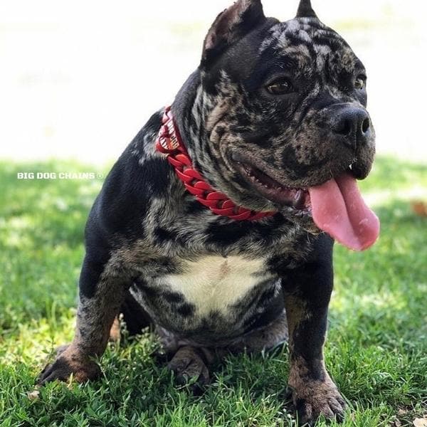 The Enzo Custom_Luxury_Red_Stainless_Steel_High_Quality_and_Super_Strong_Collar for pitbull_large_dog_collars_Small_Dogs_Collar_Cane_Corso_collars_rottweilerdog_collar_american bully_French High-Quality, High-Quality Build, Maximum Strength - 4/BigDogChains