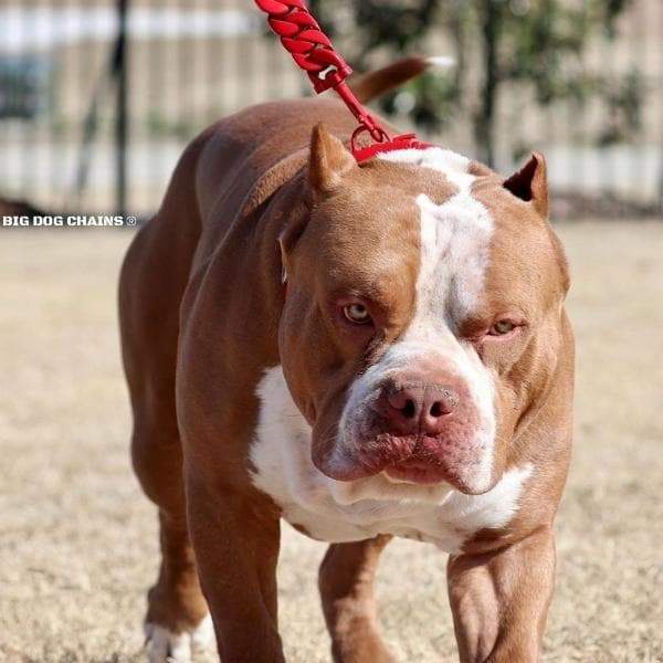 The Enzo Custom_Luxury_Red_Stainless_Steel_High_Quality_and_Super_Strong_Collar for pitbull_large_dog_collars_Small_Dogs_Collar_Cane_Corso_collars_rottweilerdog_collar_american bully_French High-Quality, Super Strong and Sleek - 5/BigDogChains