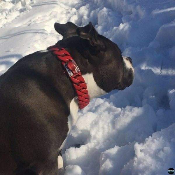 The Enzo Custom_Luxury_Red_Stainless_Steel_High_Quality_and_Super_Strong_Collar for pitbull_large_dog_collars_Small_Dogs_Collar_Cane_Corso_collars_rottweilerdog_collar_american bully_French Power and Prestige in Red - 7/BigDogChains