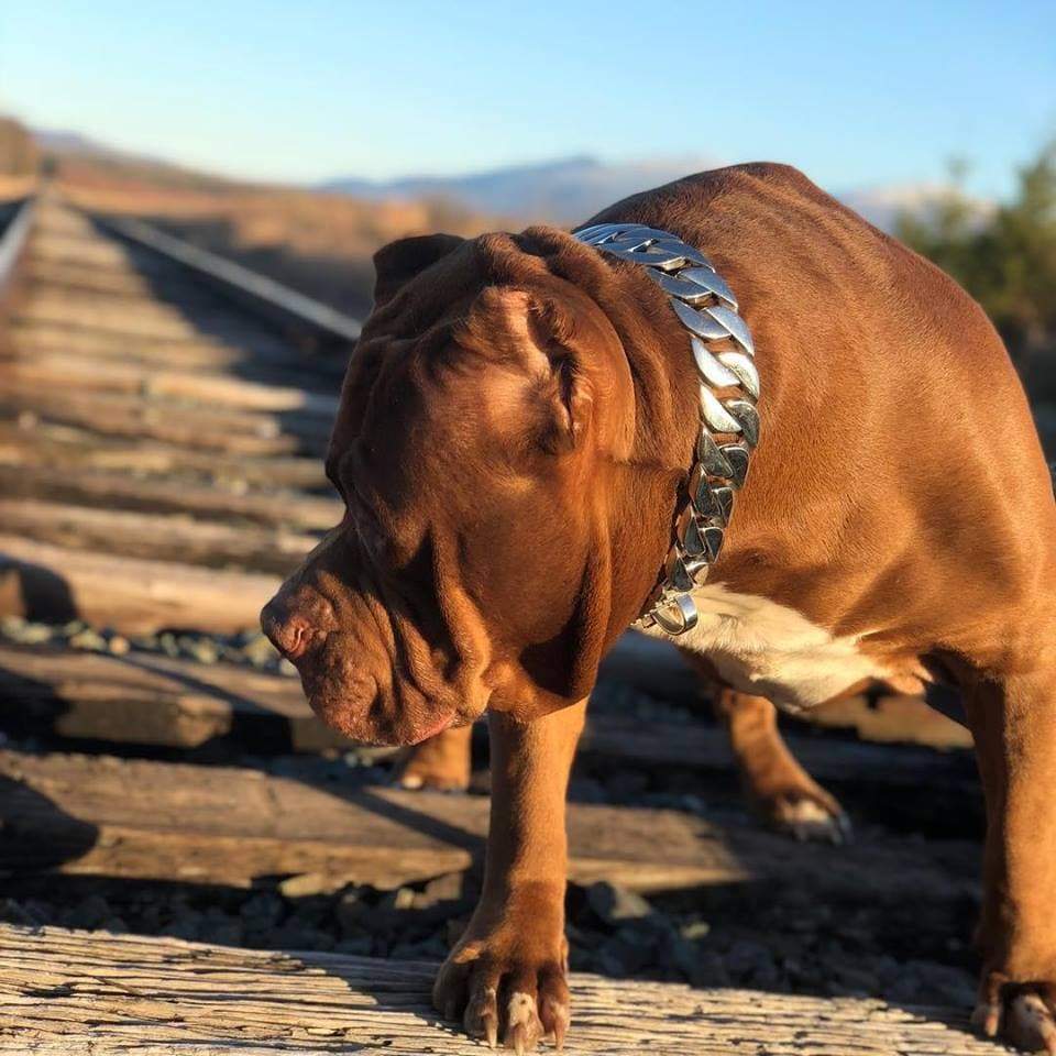 The Goliath Custom_Luxury_High_Quality_and_Super_Strong_Stainless_Dog_Collar for pitbull_large_dog_collars_Small_Dogs_Collar_Cane_Corso_collars_rottweilerdog_collar_american Built for Power and Prestige - 5/BigDogChains