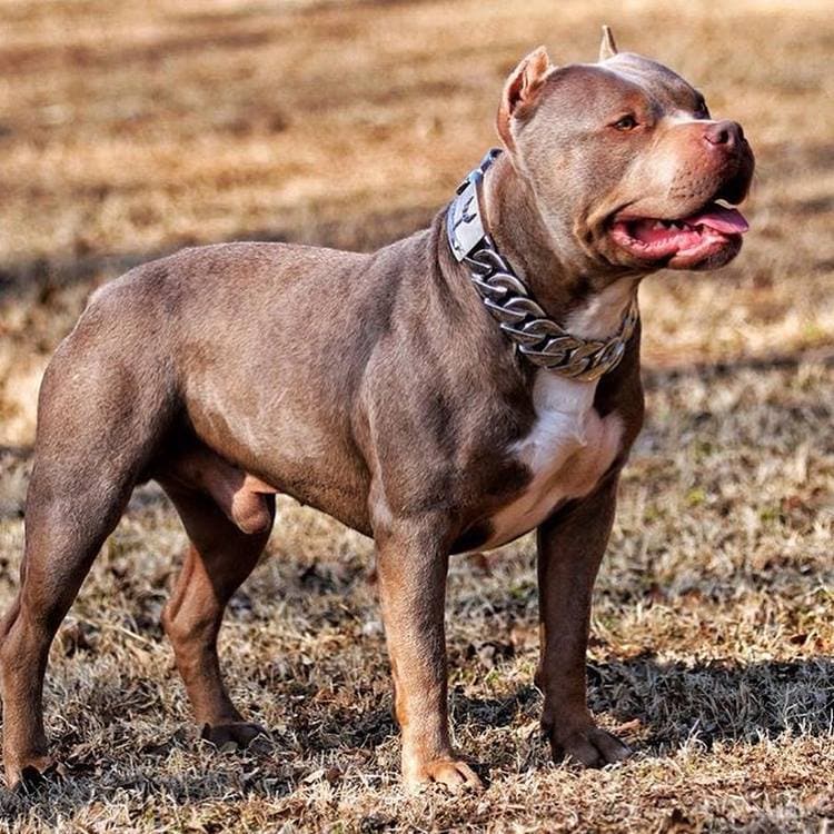 The Goliath Custom_Luxury_High_Quality_and_Super_Strong_Stainless_Dog_Collar for pitbull_large_dog_collars_Small_Dogs_Collar_Cane_Corso_collars_rottweilerdog_collar_american Maximum Strength, Unmatched Luxury - 6/BigDogChains