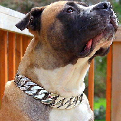 The Goliath Custom_Luxury_High_Quality_and_Super_Strong_Stainless_Dog_Collar for pitbull_large_dog_collars_Small_Dogs_Collar_Cane_Corso_collars_rottweilerdog_collar_american Tough, Strong, and Luxurious - 7/BigDogChains