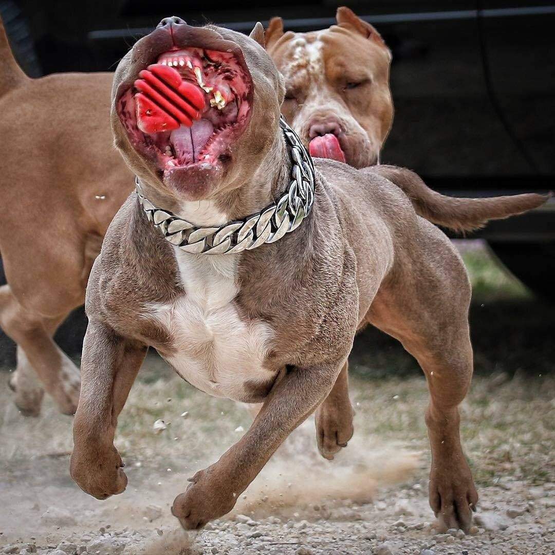 The Goliath Custom_Luxury_High_Quality_and_Super_Strong_Stainless_Dog_Collar for pitbull_large_dog_collars_Small_Dogs_Collar_Cane_Corso_collars_rottweilerdog_collar_american bully Unstoppable Strength - 4/BigDogChains