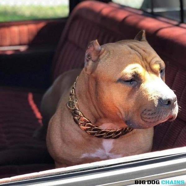 The KILO_Gold_Cuban_Link_Collars_for_Large_XL_Dogs_Like_Cane_Corso_Presa_for_Super_Strong_Dogs_Made_of_Stainless_Steel_with_Custom_Gold_Chain_Collars_Real_Cuban_Links - 2/BigDogChains