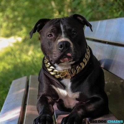 The KILO_Gold_Cuban_Link_Collars_for_Large_XL_Dogs_Like_XL_Bullies_Pit_Bull_for_Super_Strong_Dogs_Made_of_Stainless_Steel_with_Custom_Gold - 5/BigDogChains