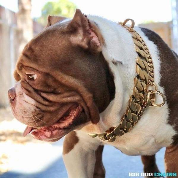 The KILO_Gold_Cuban_Link_Collars_for_Large_XL_Dogs_Like_XL_Bullies_Pit_Bulls_Bull_Mastiff_Bulldog_Collar_With_Lifetime_Warranty_Super_Strong_Dogs_Made_of_Stainless_Steel_with_Custom_Gold - 4/BigDogChains