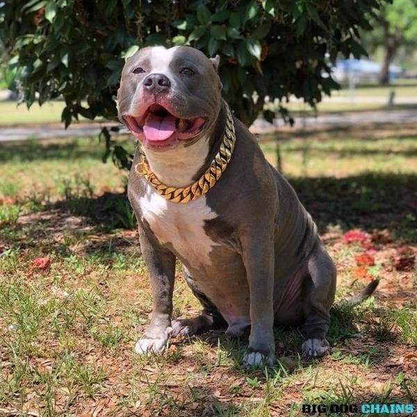 The KILO_Gold_Cuban_Link_Collars_for_Large_XL_Dogs_Like_XL_Bullies_Pit_Bulls_Bull_Mastiff_and_Much_More_Stainless_Steel_with_Custom_Gold_Cuban_Link_Chain_Collars - 7/BigDogChains