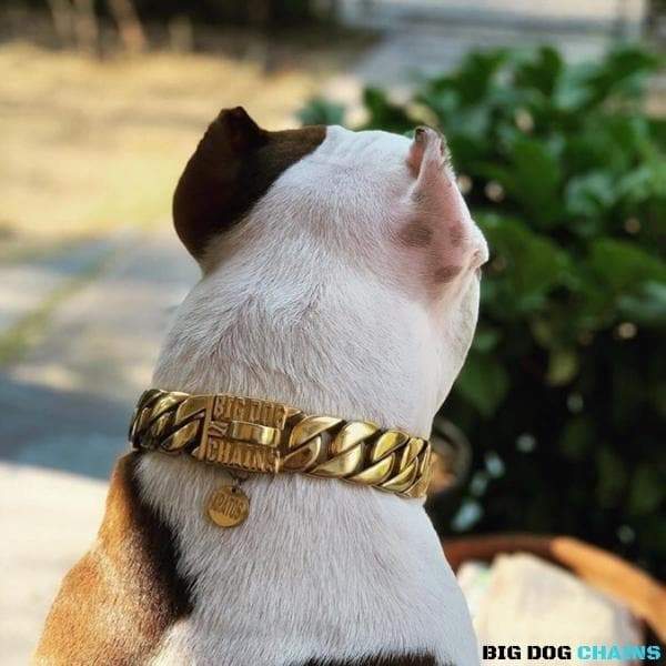 The KILO_Unbreakable_Gold_Cuban_Link_Collars_for_Large_XL_Dogs_Like_XL_Bullies_Pit_Bulls_Super_Strong_Dogs_Made_of_Stainless_Steel_with_Custom_Gold_BIG_DOG_CHAINS - 14/BigDogChains