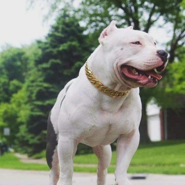 The KILO_gold_dog_collar_custom_gold_cuban_link_stainless_steel_luxury_designer_dog_collar_large_-_BIG_DOG_CHAINS_- 10/BigDogChains