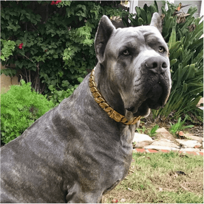 The Kilo Gold Collar Cane_Corso_Large_Gold_Cuban_Link_Dog_Collar_Luxury_Custom_Stainless_Steel_Dog_Collar_- 9/BigDogChains