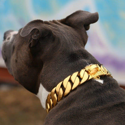 The Kilo_Gold_Dog_Collar_-_BIG_DOG_CHAINS_- 13/BigDogChains