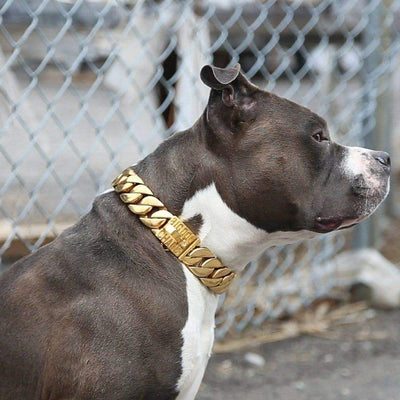 The Kilo_Gold_Dog_Collar_-_BIG_DOG_CHAINS_ - 12/BigDogChains