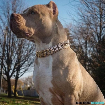 The_Kilo_Rose Collar for pitbull_large_dog_collars_Cane_Corso_collars_rottweilerdog_collar_Bull_Mastiff_metal_collar_Combining_Elegance_and_Strength_-_1_BigDogChains