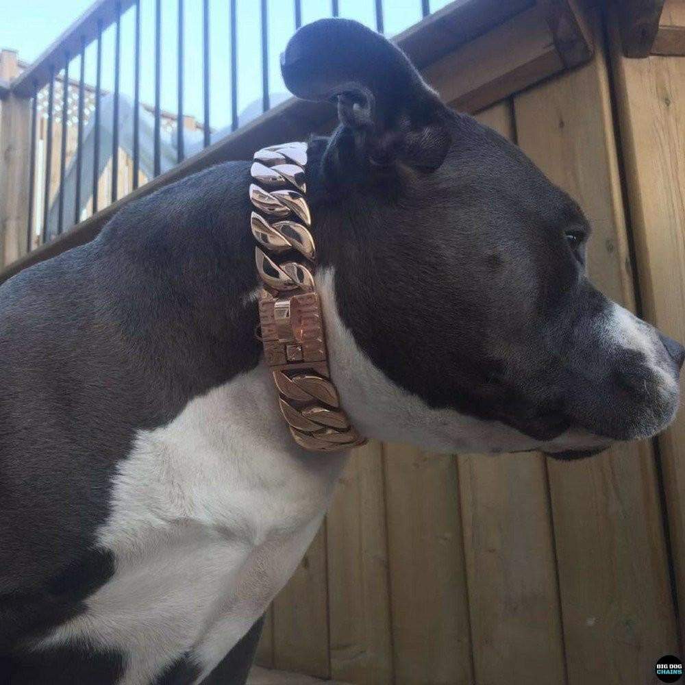 The Kilo Rose Dog Collar for pitbull_large_dog_collars_Cane_Corso_collars_rottweilerdog_collar_Bull_Mastiff_metal_collar A Dog Collar with Timeless Appeal  - 6/BigDogChains