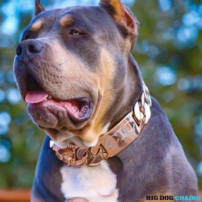 The Kilo Rose Dog Collar for pitbull_large_dog_collars_Cane_Corso_collars_rottweilerdog_collar_Bull_Mastiff_metal_collar  Bringing Elegance to Your Pet  - 4/BigDogChains