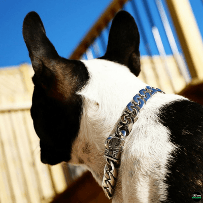 The Lil XL Solid Custom Luxury High Quality and Super Strong  Stainless Dog Collar for French Bulldog Shih Tzu Corgi Dachshund Beagle Luxury and Strength in One
 - 3/LilDogChains/BigDogChains