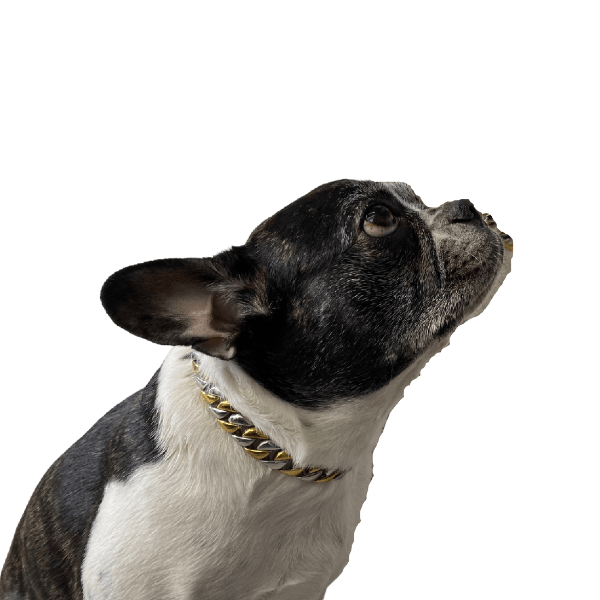 The Miami Capo Two Tone Solid Custom Luxury High Quality and Super Strong Dog Collar for French Bulldog Shih Tzu Corgi Dachshund Beagle CStrong and Stylish for All Breeds
 - 2/LilDogChains/BigDogChains
