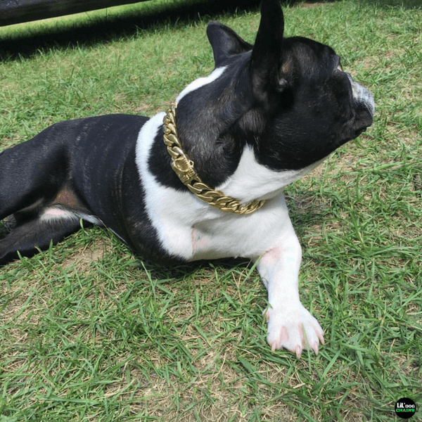 The Miami Solid Custom Luxury High Quality and Super Strong Gold Small Dog Collar for French Bulldog Shih Tzu Corgi Dachshund Beagle Built to Last for Your Small Companion  - 5/LilDogChains/BigDogChains