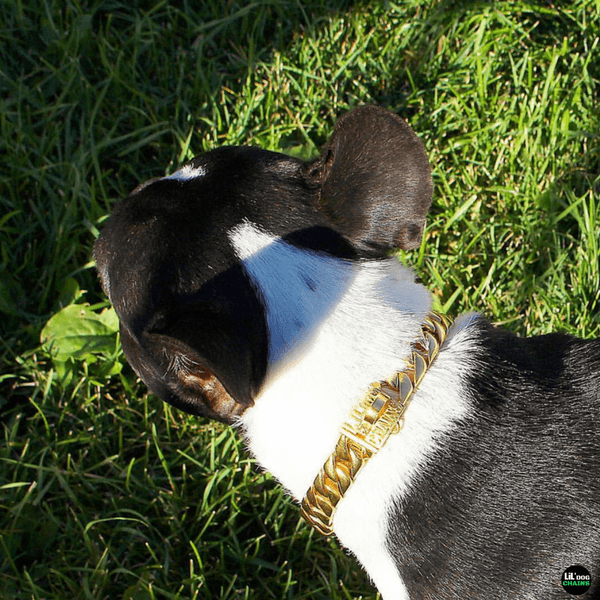 The Miami Solid Custom Luxury High Quality and Super Strong Gold Small Dog Collar for French Bulldog Shih Tzu Corgi Dachshund Beagle Elegant Durability for Small Dogs  - 6/LilDogChains/BigDogChains