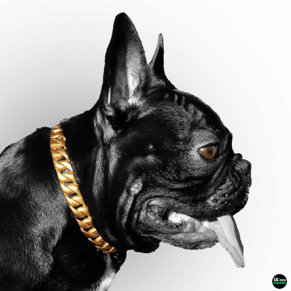 The Miami Solid Custom Luxury High Quality and Super Strong Gold Small Dog Collar for French Bulldog Shih Tzu Corgi Dachshund Beagle Solid Build for Small Dogs  - 2/LilDogChains/BigDogChains