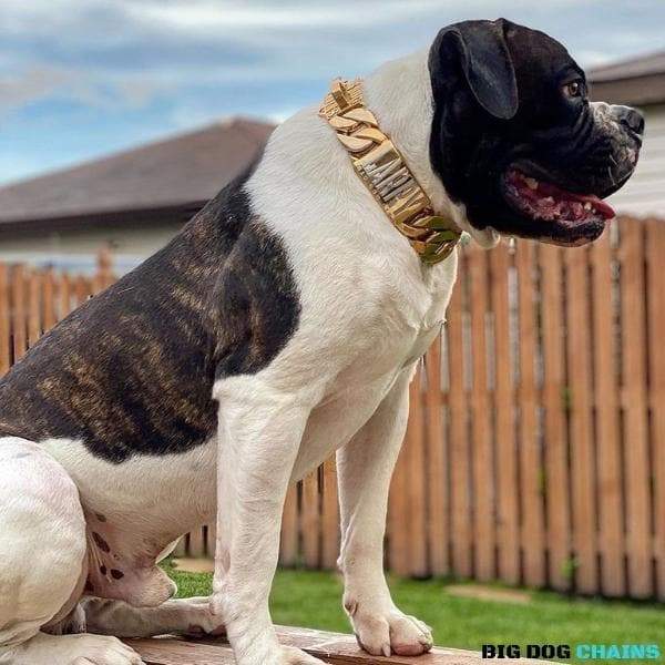 The Midas Custom_Luxury_High_Quality_and_Super_Strong_Gold_Dog_Collar for pitbull_large_dog_collars_Small_Dogs_Collar_Cane_Corso_collars_rottweilerdog_collar_americanFit for a King, Built for Power  - 10/BigDogChains