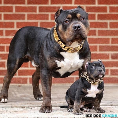 The Midas Custom_Luxury_High_Quality_and_Super_Strong_Gold_Dog_Collar for pitbull_large_dog_collars_Small_Dogs_Collar_Cane_Corso_collars_rottweilerdog_collar_american A Collar That Commands Attention  - 13/BigDogChains