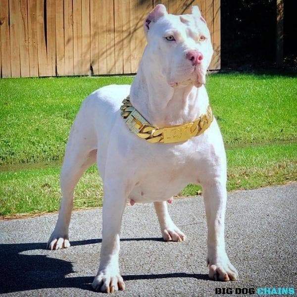 The Midas Custom_Luxury_High_Quality_and_Super_Strong_Gold_Dog_Collar for pitbull_large_dog_collars_Small_Dogs_Collar_Cane_Corso_collars_rottweilerdog_collar_american A Touch of Gold, Built to Last  - 8/BigDogChains